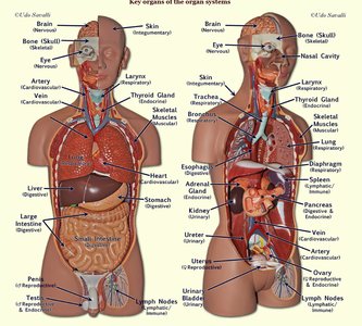 Key organs of the organ systems