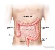Diagram of the large intestine showing cecum, ascending colon, transverse colon, descending colon, sigmoid colon, and rectum