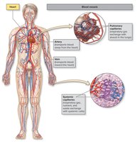 Diagram of the cardiovascular system showing heart, arteries, veins, and capillaries