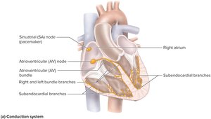 Conduction system of the heart