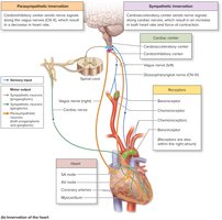 Innervation of the heart