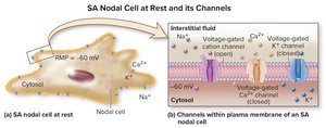 SA nodal cell at rest and its channels