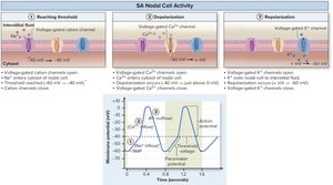 SA nodal cell activity: reaching threshold, depolarization, repolarization