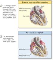 Initiation and spread of action potential through the cardiac conduction system (step 1-2)