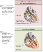 Initiation and spread of action potential through the cardiac conduction system (step 3-4)