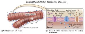 Cardiac muscle cell at rest and its channels