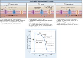 Cardiac muscle cell electrical events: depolarization, plateau, repolarization