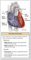 Diagram of the heart showing right and left sides, atria, and ventricles
