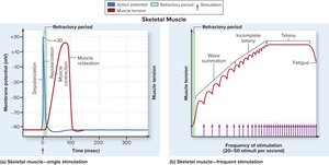 Electrical and mechanical events in skeletal muscle cells