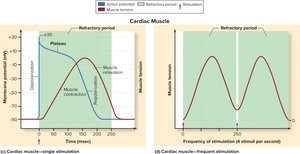 Electrical and mechanical events in cardiac muscle cells