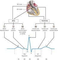 Electrical events of the heart and an ECG