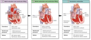 Phases of the cardiac cycle: atrial relaxation, contraction, isovolumic contraction