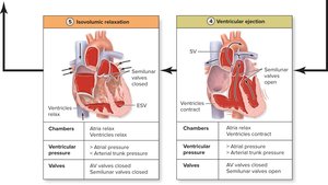 Phases of the cardiac cycle: isovolumic relaxation, ventricular ejection