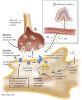 Sympathetic innervation of SA nodal cells