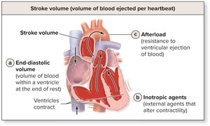 Relationship of EDV, ESV, and SV