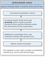 Variables that influence stroke volume: venous return