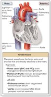 Diagram of the heart showing great vessels