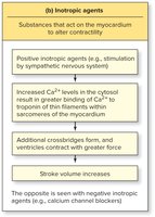 Variables that influence stroke volume: inotropic agents