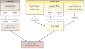 Factors affecting cardiac output