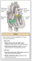 Diagram of the heart showing locations of valves