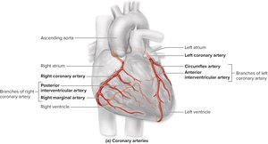Coronary arteries of the heart