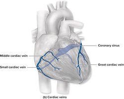Coronary veins of the heart