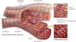 Cross section of cardiac muscle cells and intercellular junctions