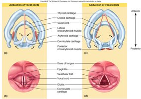 Adduction and abduction of the vocal cords