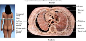 Cross-section of the thorax showing lungs and pleura