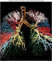 Detailed bronchial tree