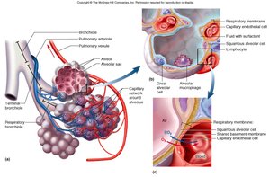 Cell types in the alveolus
