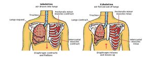 Muscles involved in inspiration and expiration