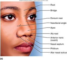 Anatomy of the external nose
