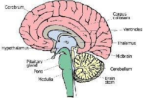 Brainstem regions controlling breathing
