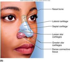 Bony and cartilaginous supports of the nose