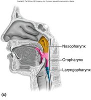 Regions of the pharynx: nasopharynx, oropharynx, laryngopharynx