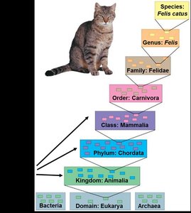 Taxonomic hierarchy with cat example