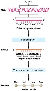 Central dogma: DNA to mRNA to protein