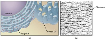 Rough and smooth ER with ribosomes