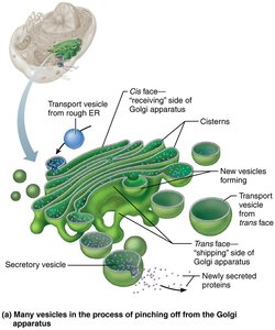 Golgi apparatus and vesicle transport