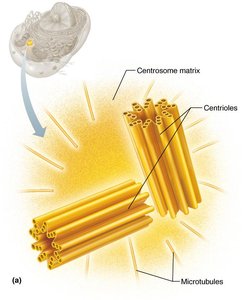 Centrosome structure