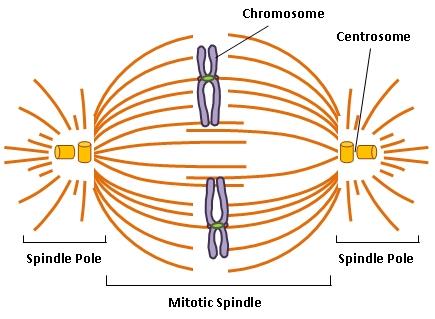 Centrosome function during mitosis