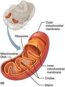 Sectioned mitochondrion