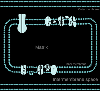 Electron transport chain in mitochondria