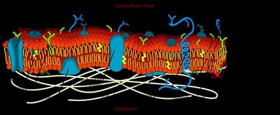 Eukaryotic cell membrane cross-section