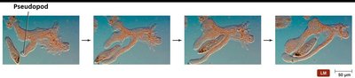 Endocytosis in eukaryotic cell membrane