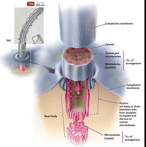 Eukaryotic flagellum structure