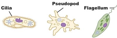 Cilia, pseudopod, and flagellum comparison