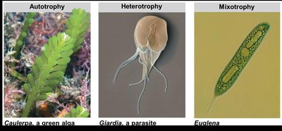Examples of autotrophy, heterotrophy, and mixotrophy in protists