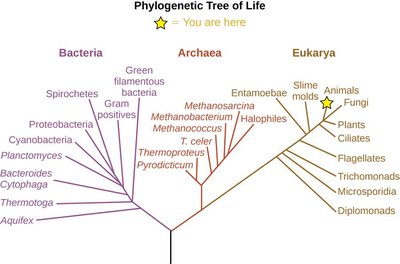 Phylogenetic tree of life